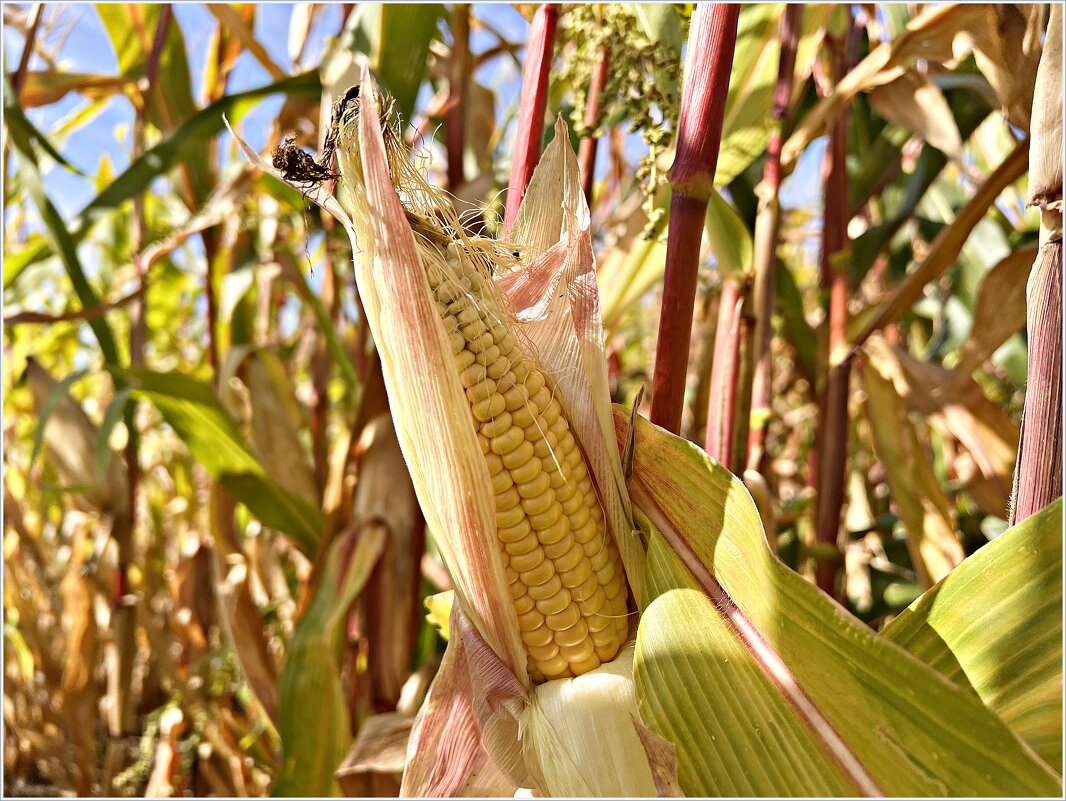 В кукурузном поле. - Валерия Комова
