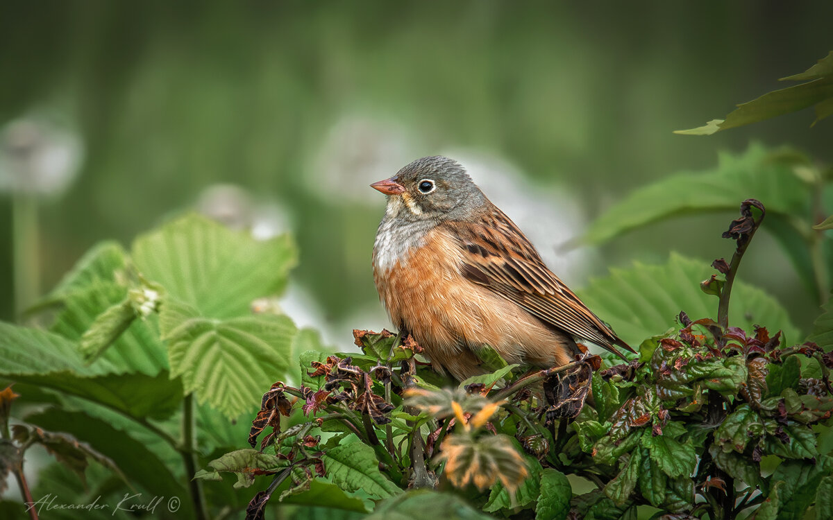 Восседающая - Александр К.