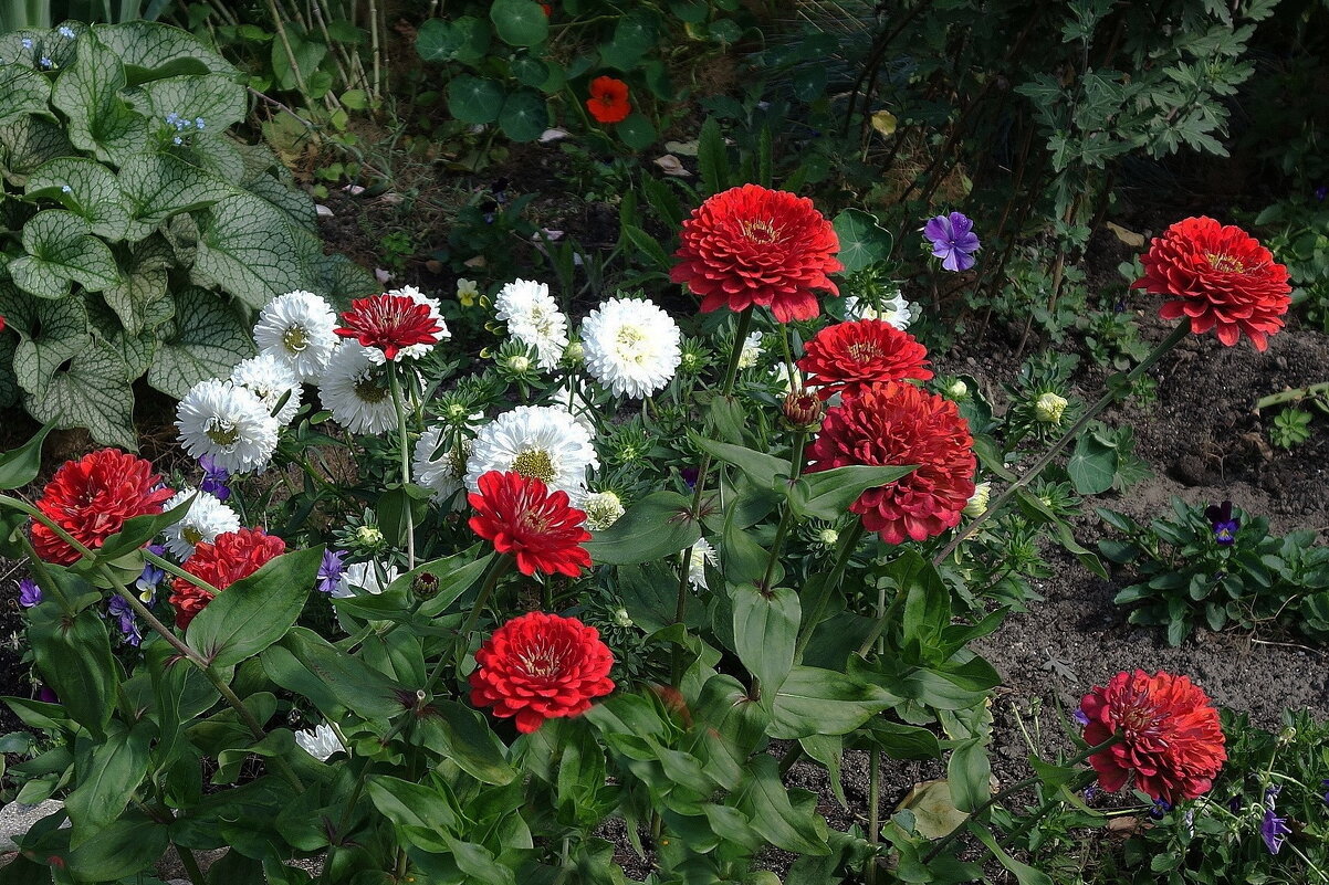 Циния и астра - Рита Симонова