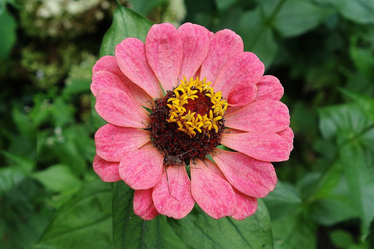 Циния - Рита Симонова