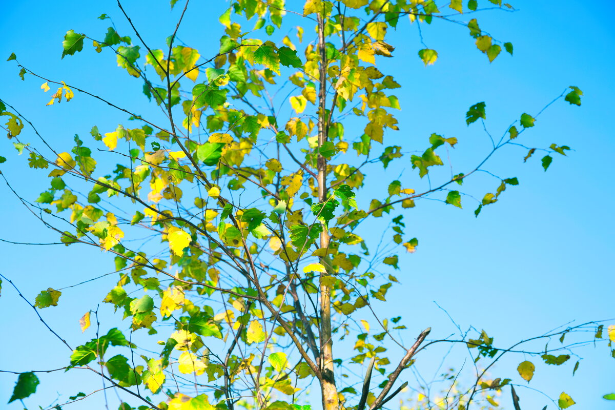 ... - Денис Безногов