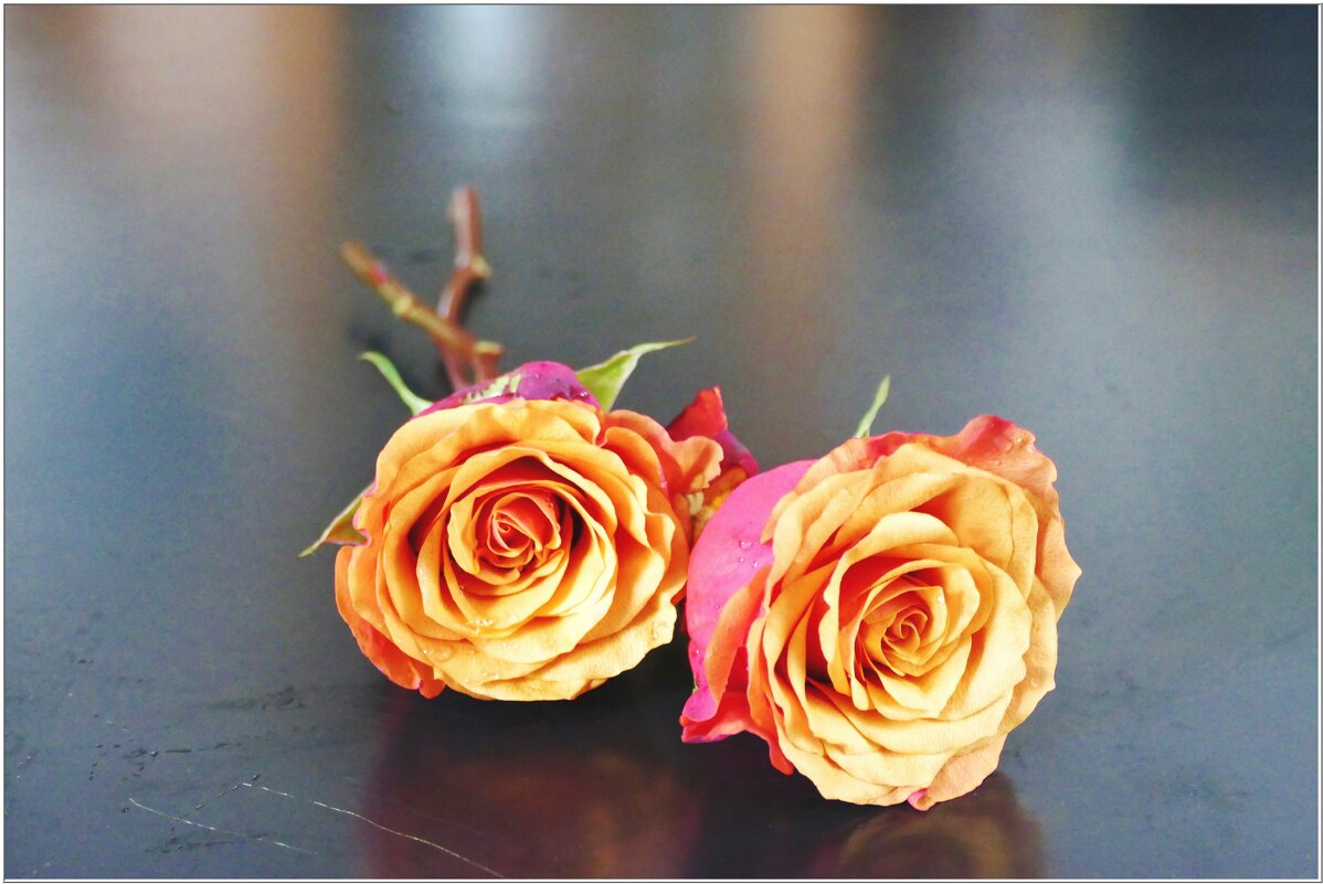 РОЗЫ... - Elvira E. 