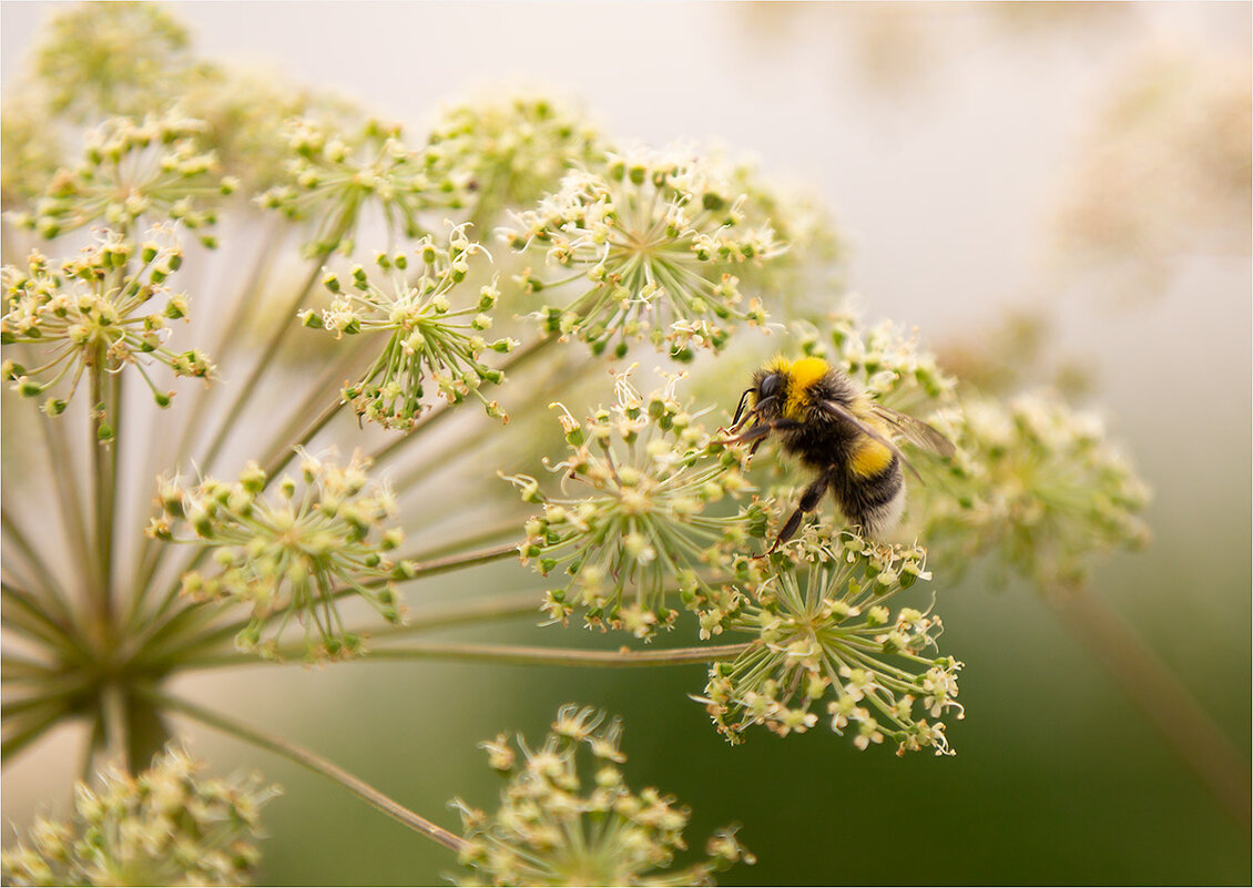 Трудяга - Ирина С Трудяга - Ирина С