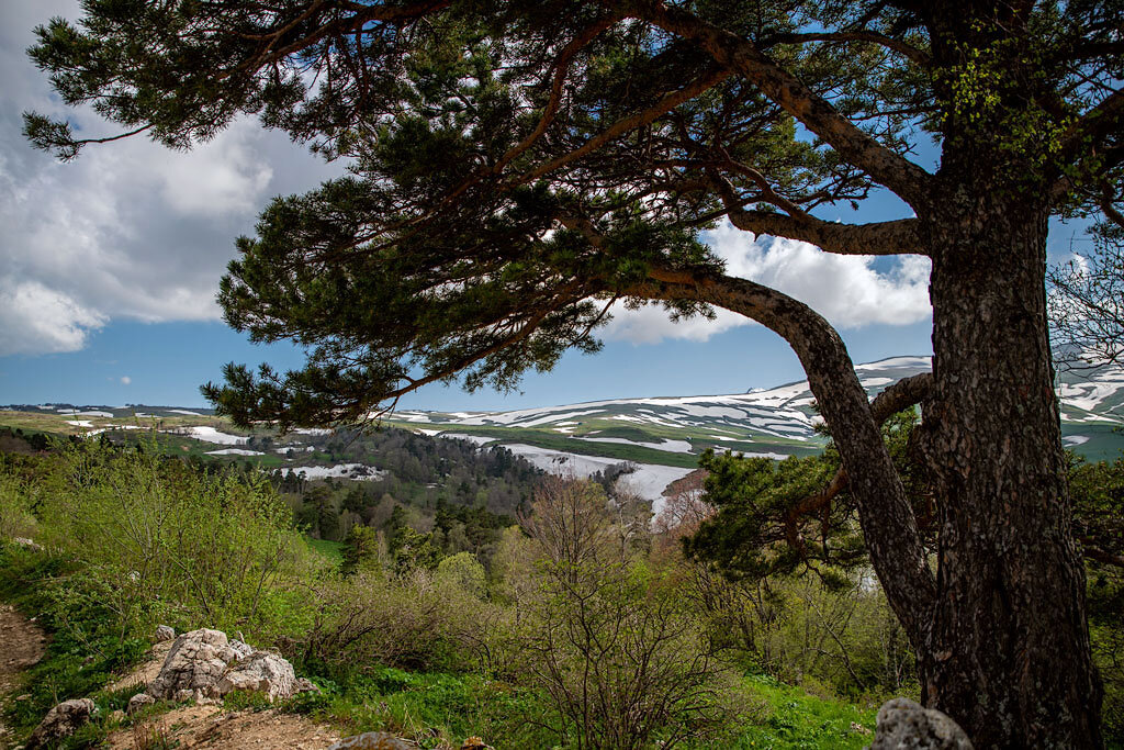 Плато Лаго-Наки летом. Адыгея. - Дина Евсеева