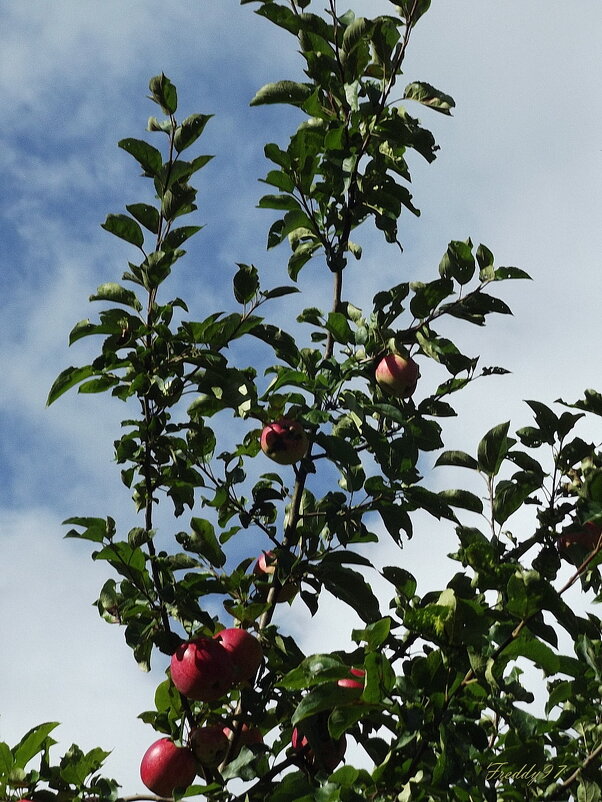 Яблонька - Freddy 97