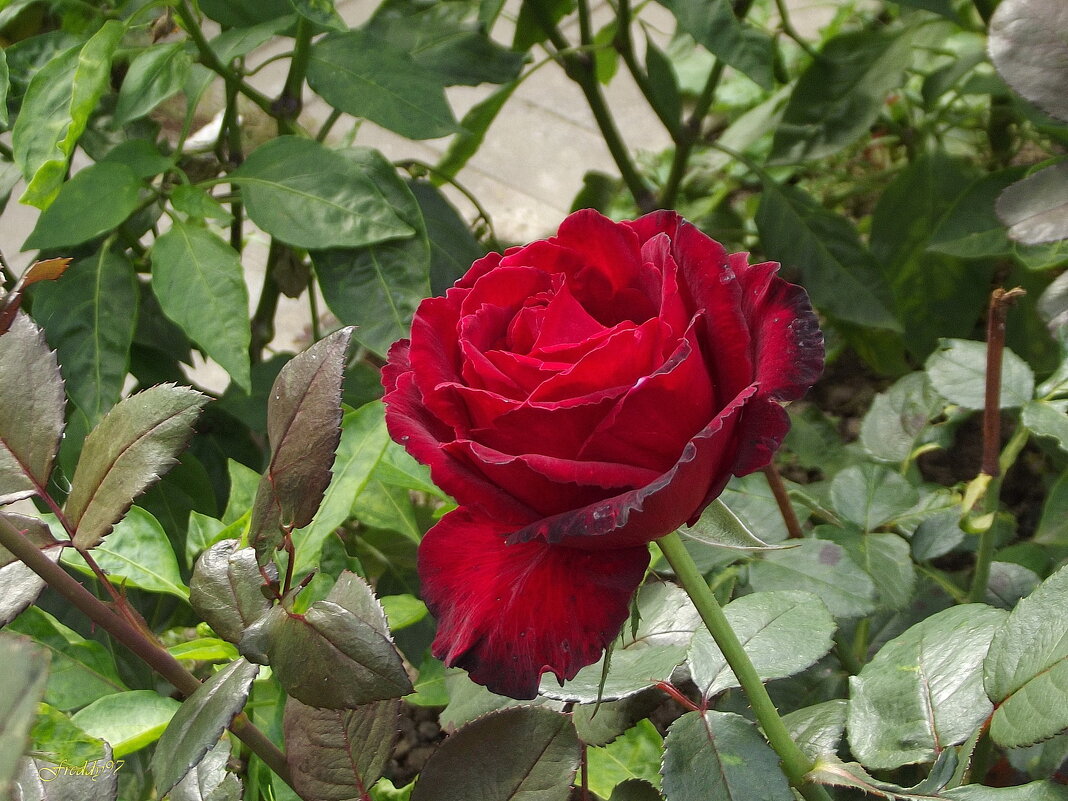 Роза - Freddy 97