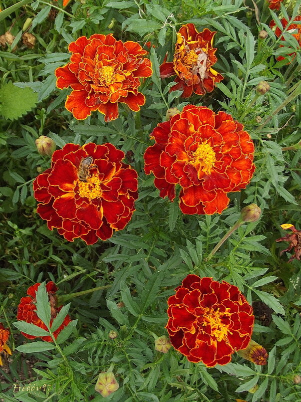 Бархатцы - Freddy 97