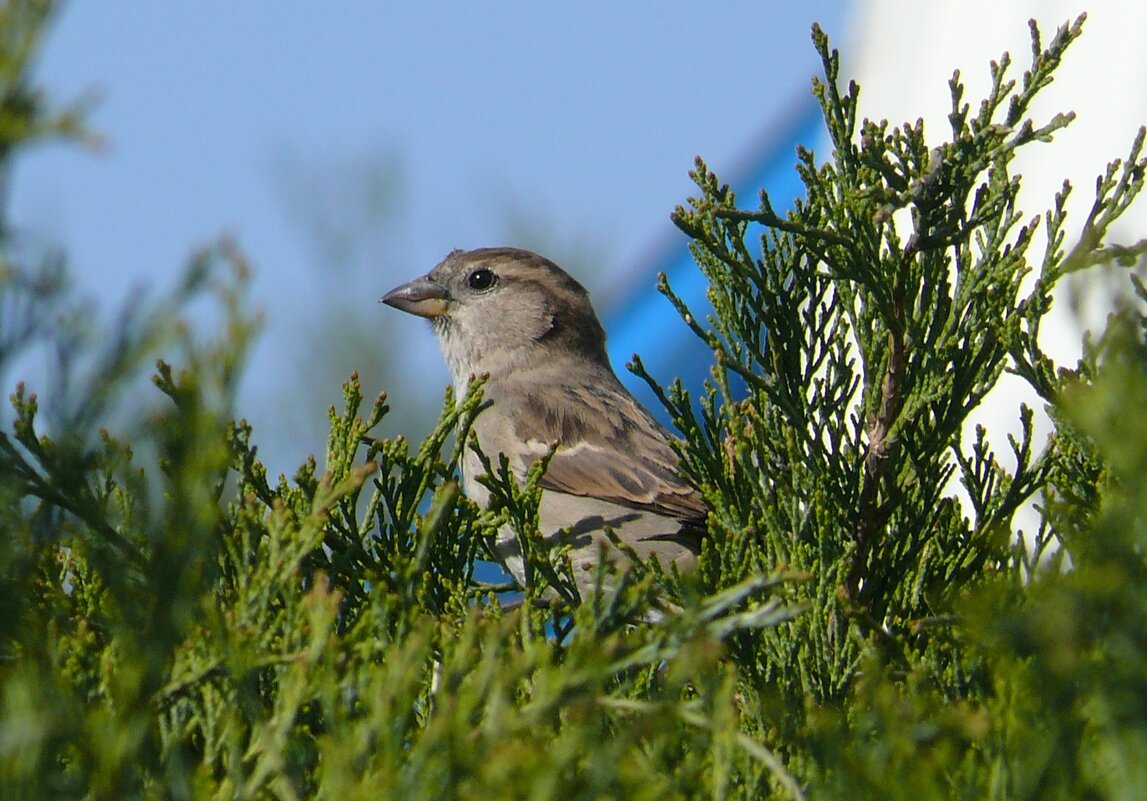Воробей домовый - Елена Елена
