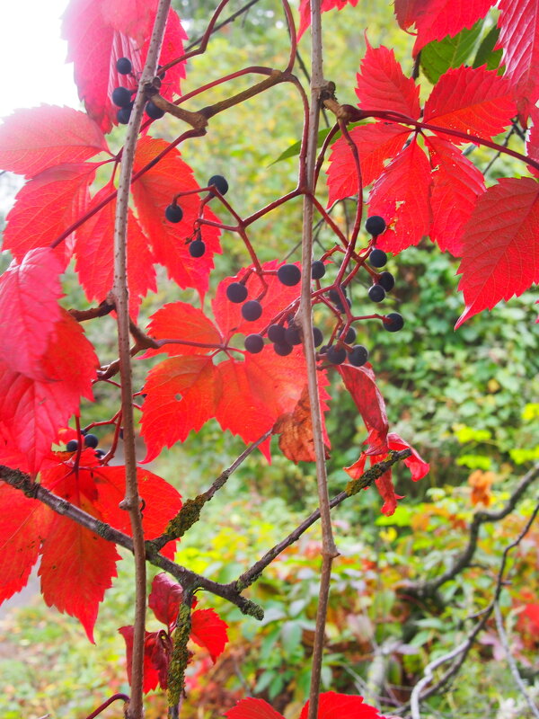 Дорога к  Андреевскому лугу/ Почти виноградные заросли - Евгений 