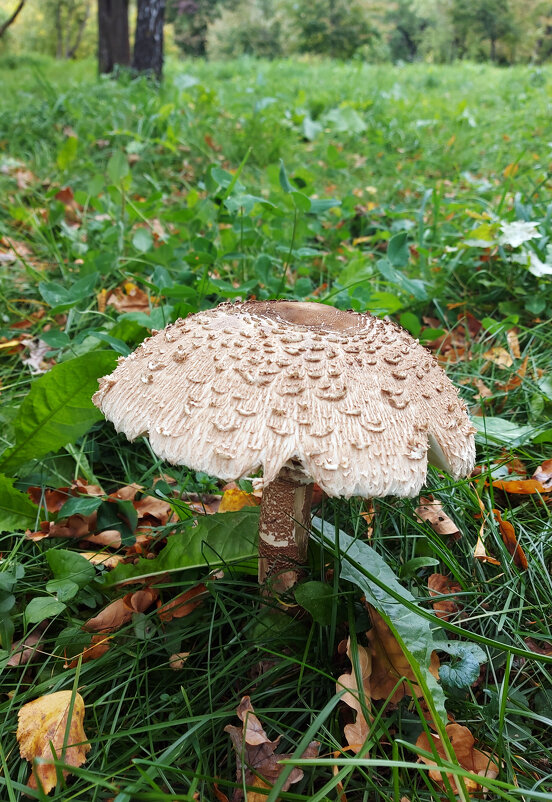 Гриб зонтик пёстрый. - Владимир Безбородов