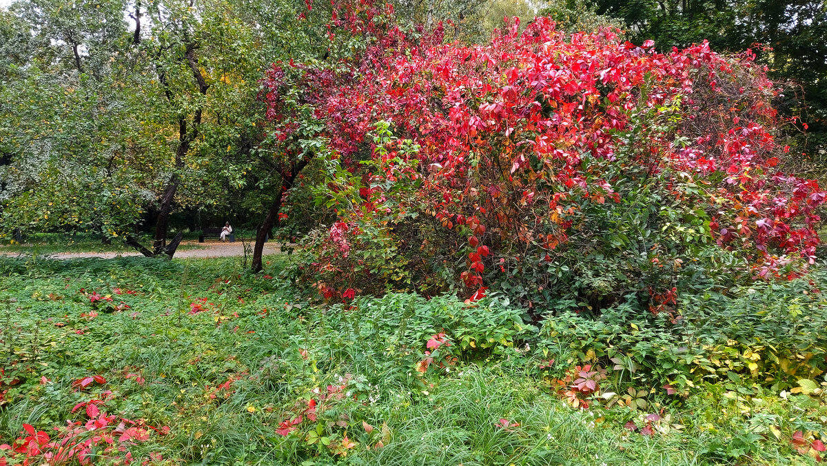 *** - Владимир Безбородов