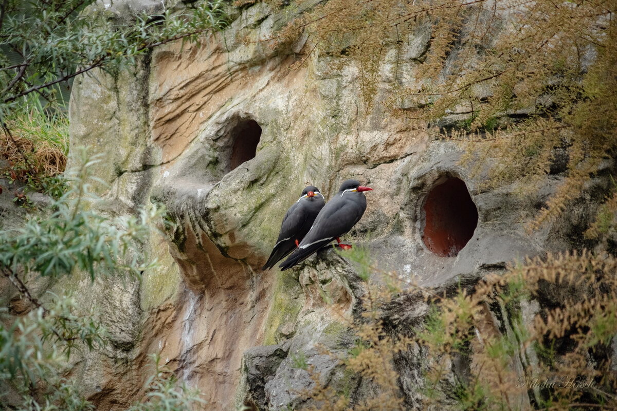 Пещерные жители... - Николай Гирш