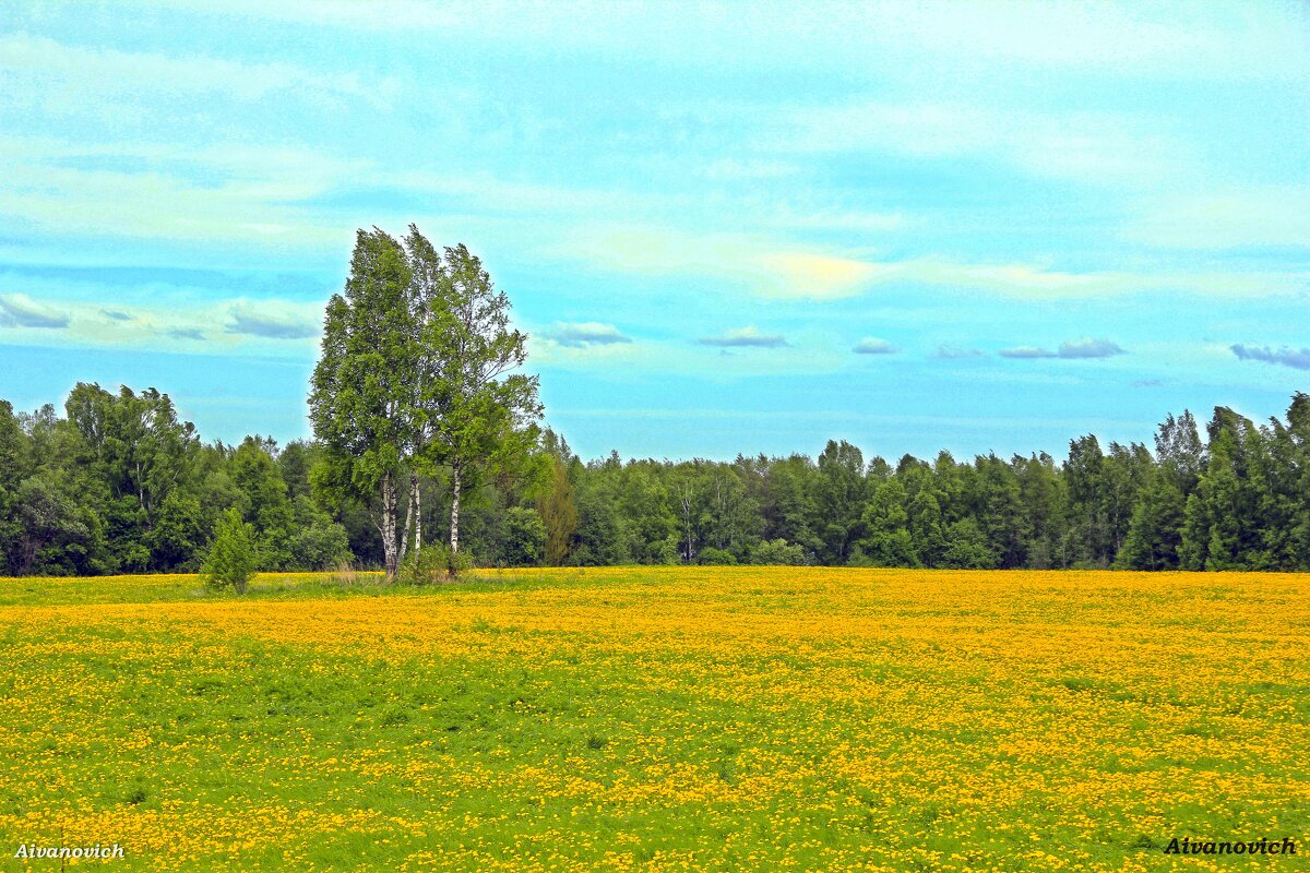 Одуванчиковая поляна. - Андрей Андреев Андреев
