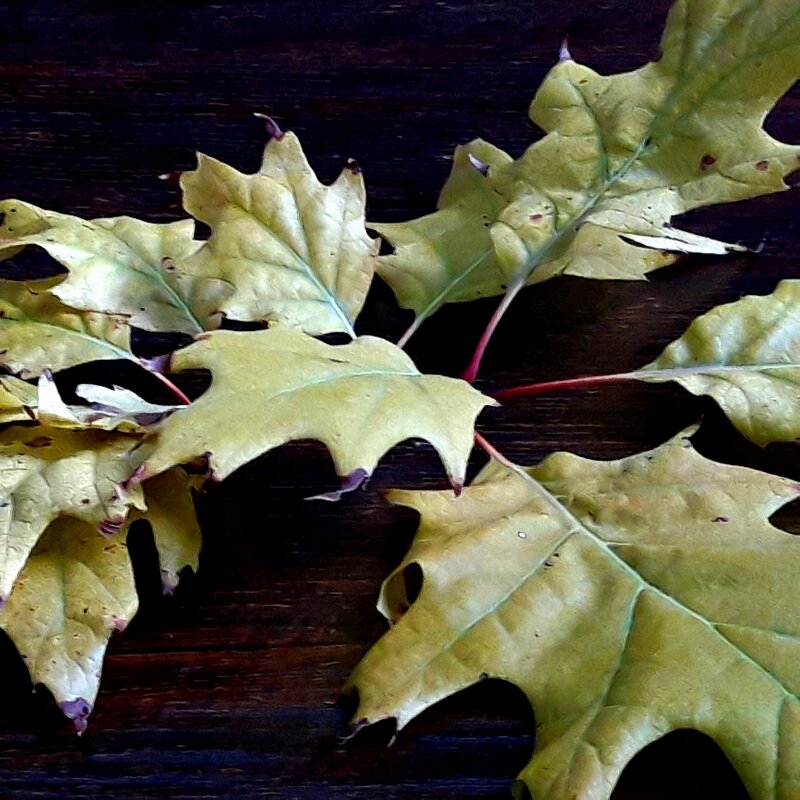 Сентябрь - Венера Чуйкова