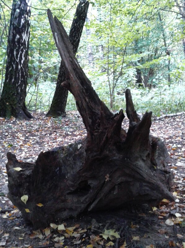 Очередное лесное... - Василий Палий