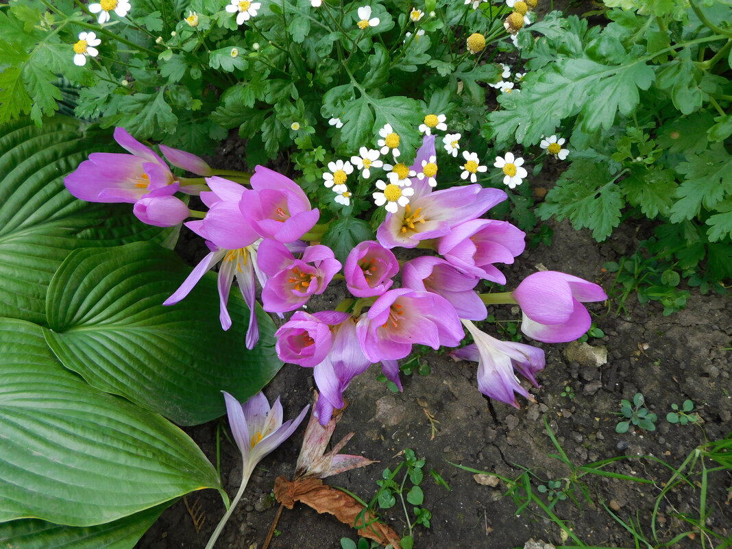 Безвременник осенний - Наиля 