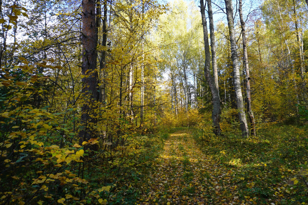 Осенний лес - Сергей Ц