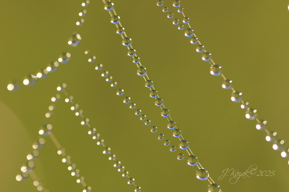 *** - Елена Kазак (selena1965)