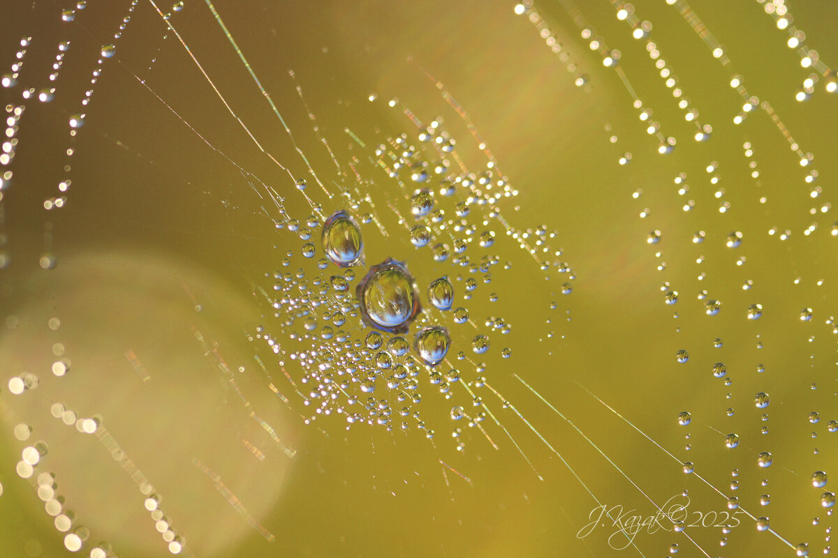 *** - Елена Kазак (selena1965)