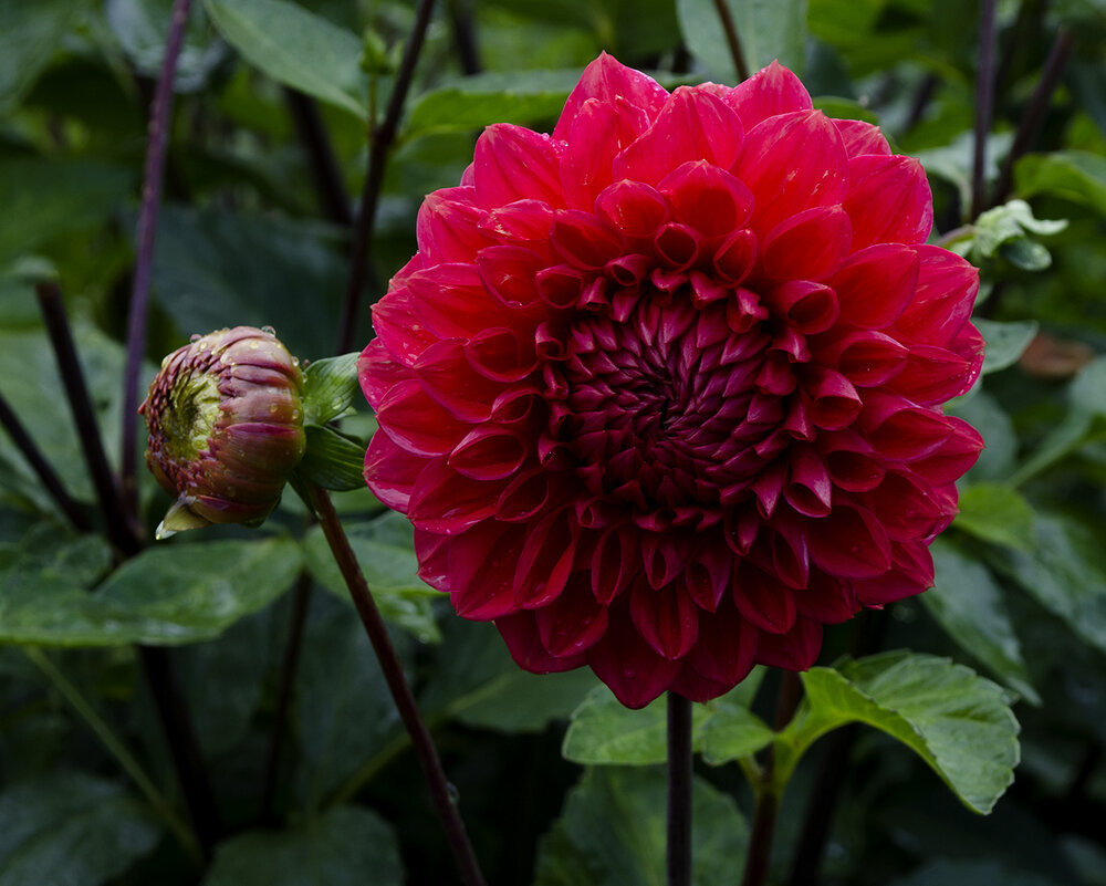 Начало и расцвет - Регина 