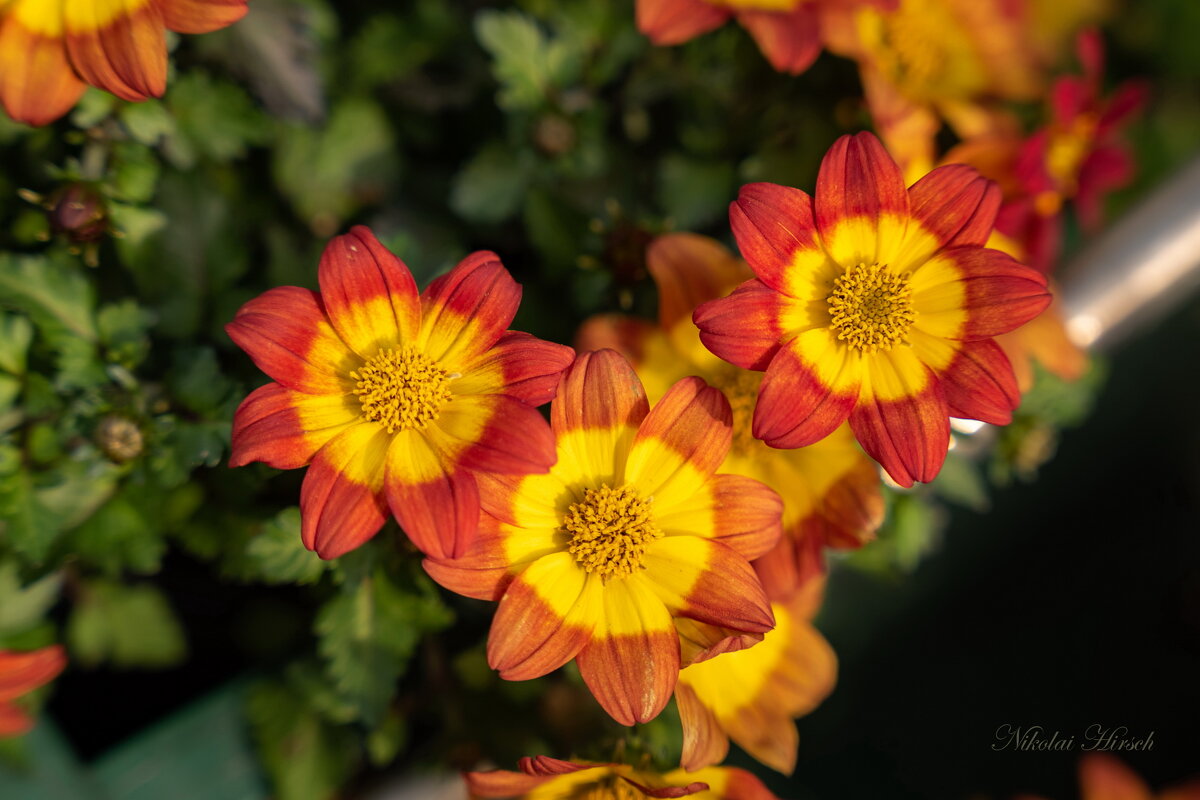 *** - Николай Гирш