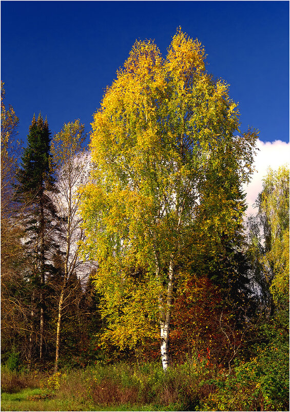Осенний этюд - Валентин Котляров