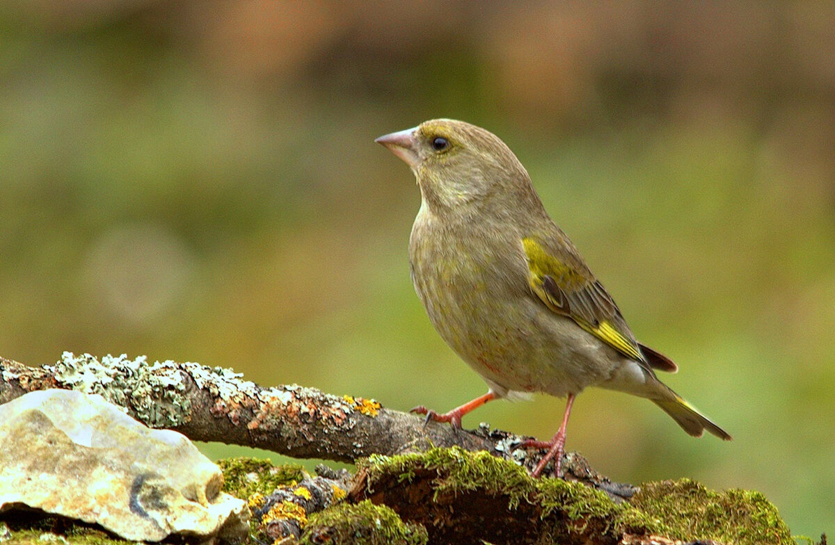 Девчушка зеленушка - Вячеслав Минаев