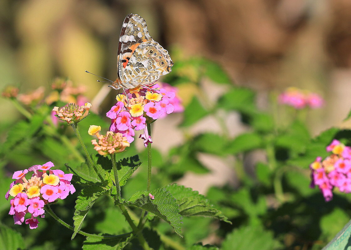 Бабочка. - Оля Богданович