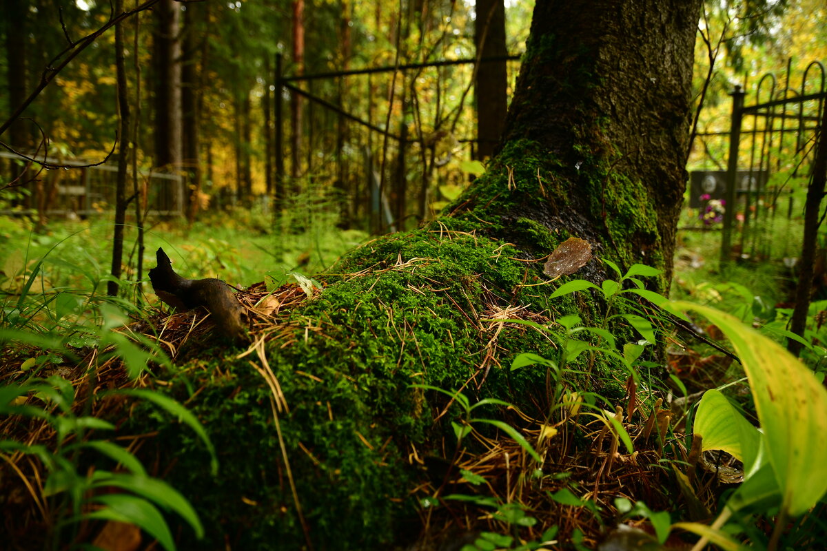 природа - סּﮗRuslan HAIBIKE Sevastyanovסּﮗסּ