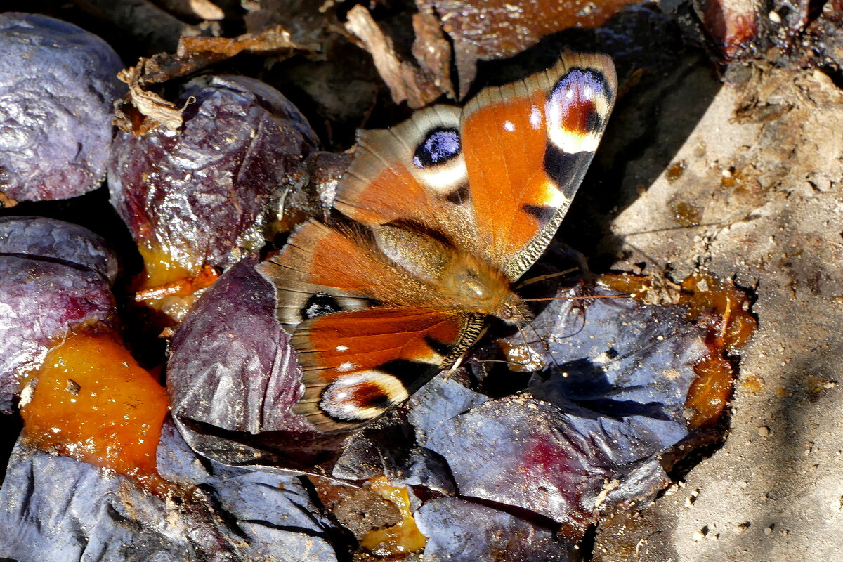 Из сегодняшней съёмки 3 - Александр Прокудин