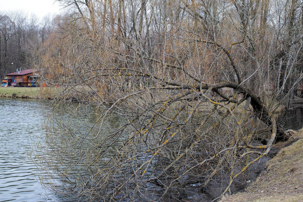 Щучий пруд - Игорь Белоногов