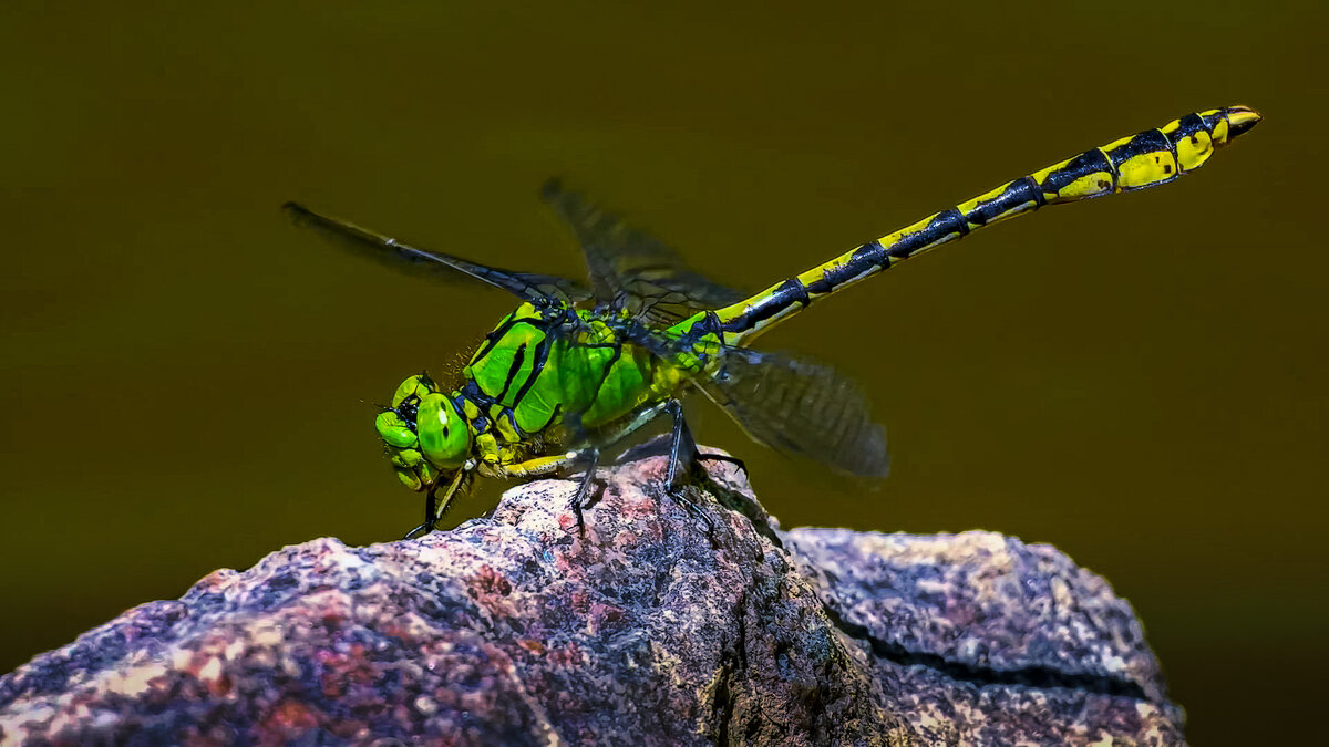 Стрекоза - Aleksey Afonin