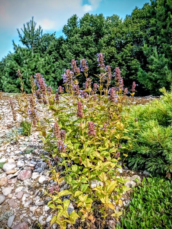 Прогулка по зоопарку - Veera V