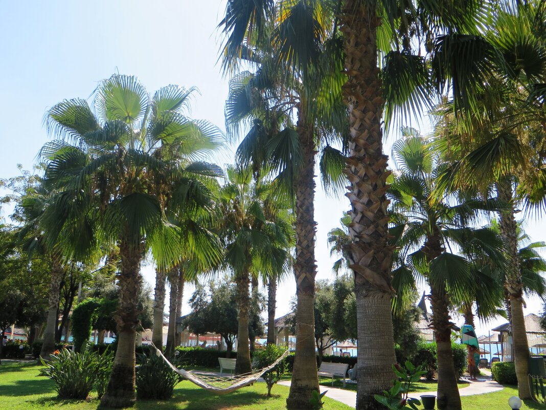 природа - марта Камушкина