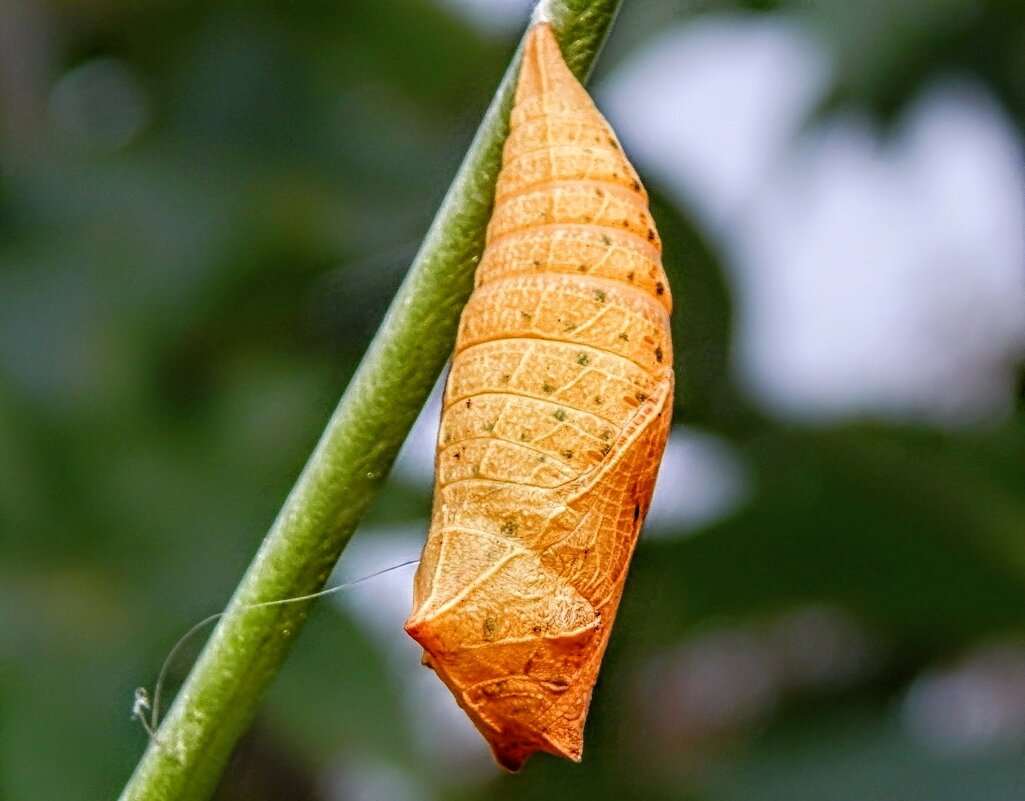 Чья-то куколка! - Елена Хайдукова  ( Elena Fly )