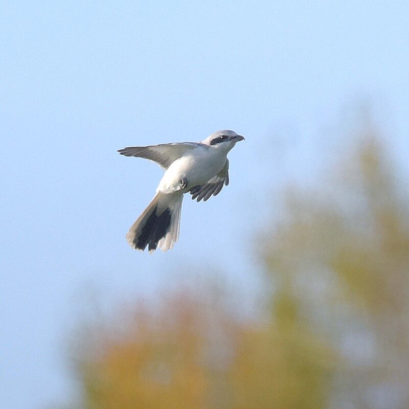 Опираясь на воздух. - Михаил Белоусов