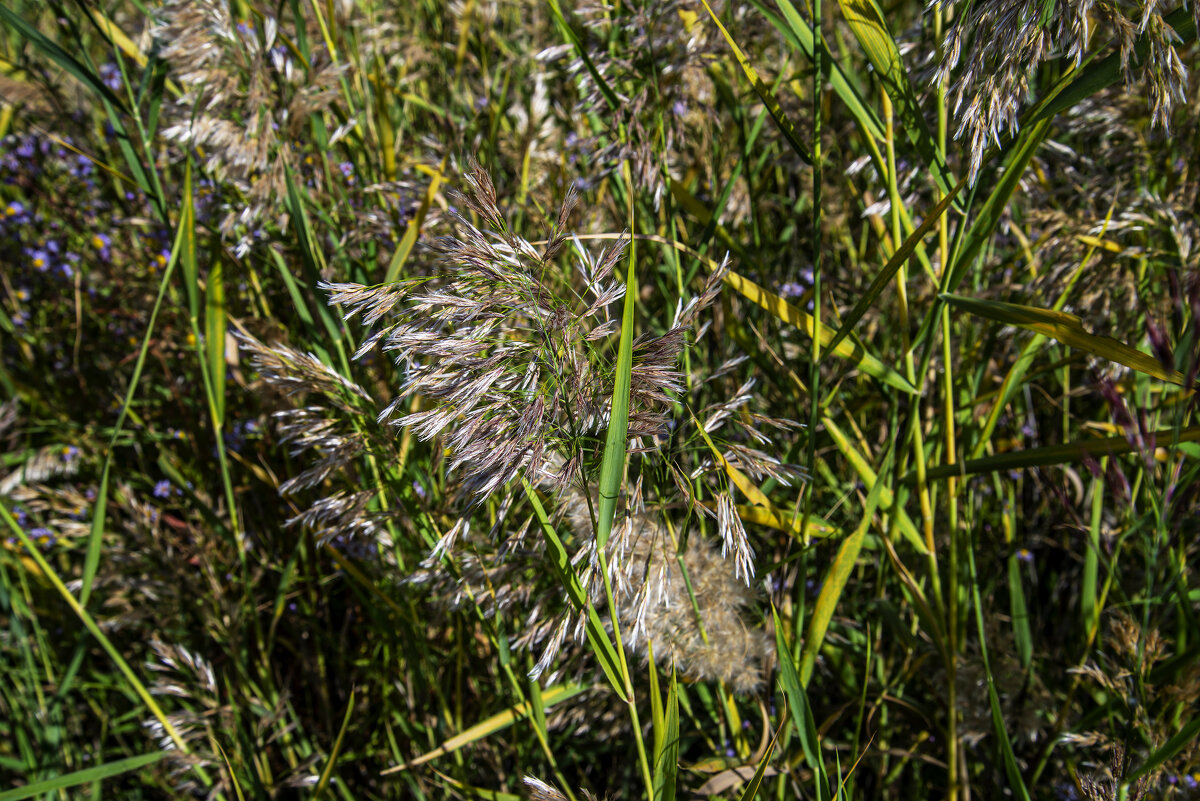 Камыш - Анатолий Чикчирный