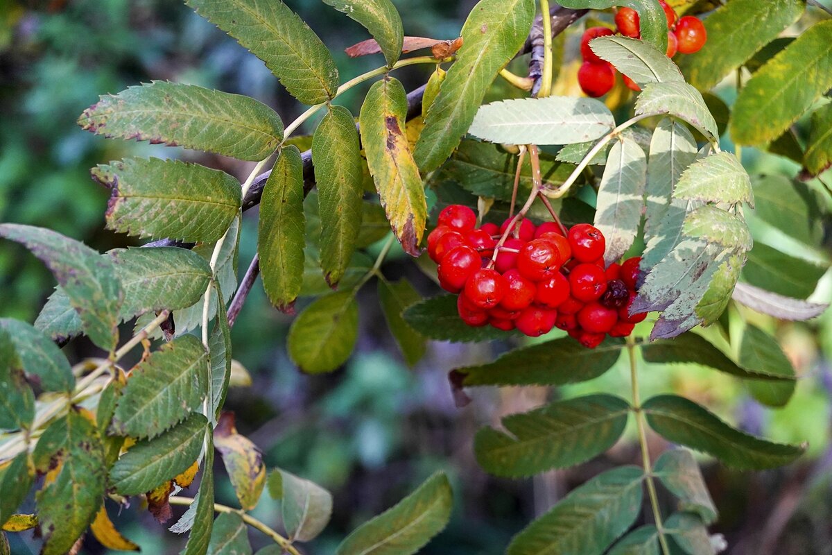Рябиновый этюд - Валерий Иванович Рябиновый этюд - Валерий Иванович