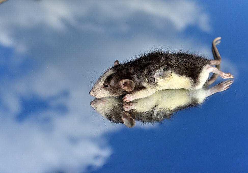 Летят перелётные мышки, летят высоко в облаках... )) - Владимир Хиль Летят перелётные мышки, летят высоко в облаках... )) - Владимир Хиль