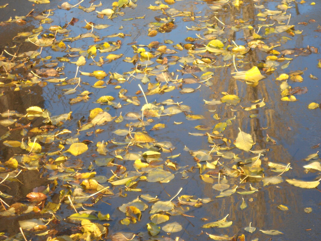 такой разный ноябрь - Елена Шаламова