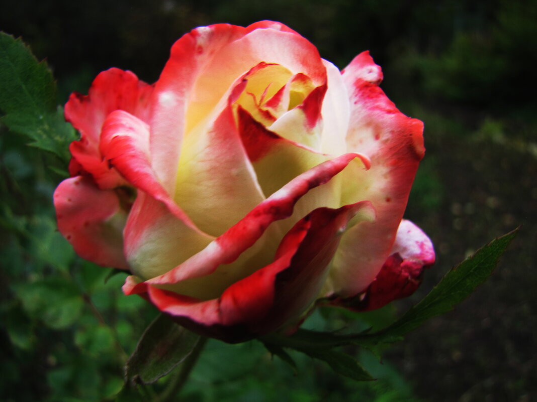 Осенняя красавица - Людмила Смородинская