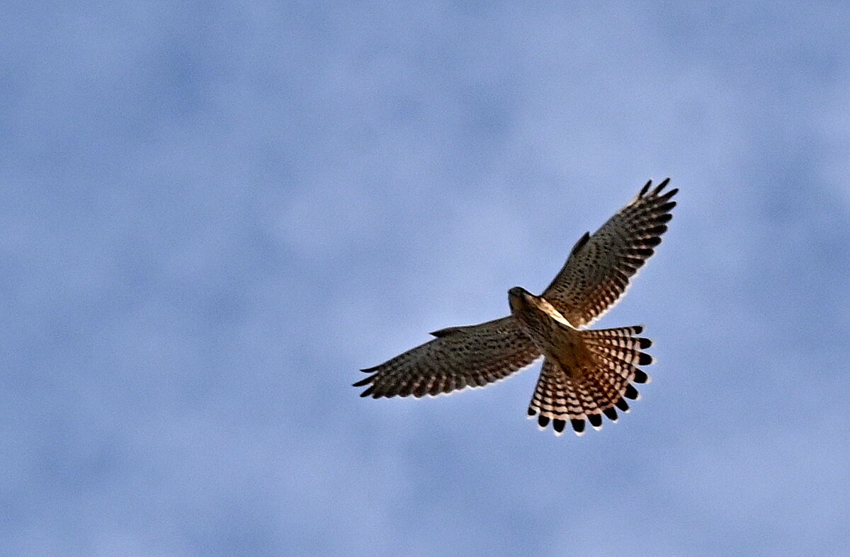 Пустельга... - Николай Саржанов Пустельга... - Николай Саржанов