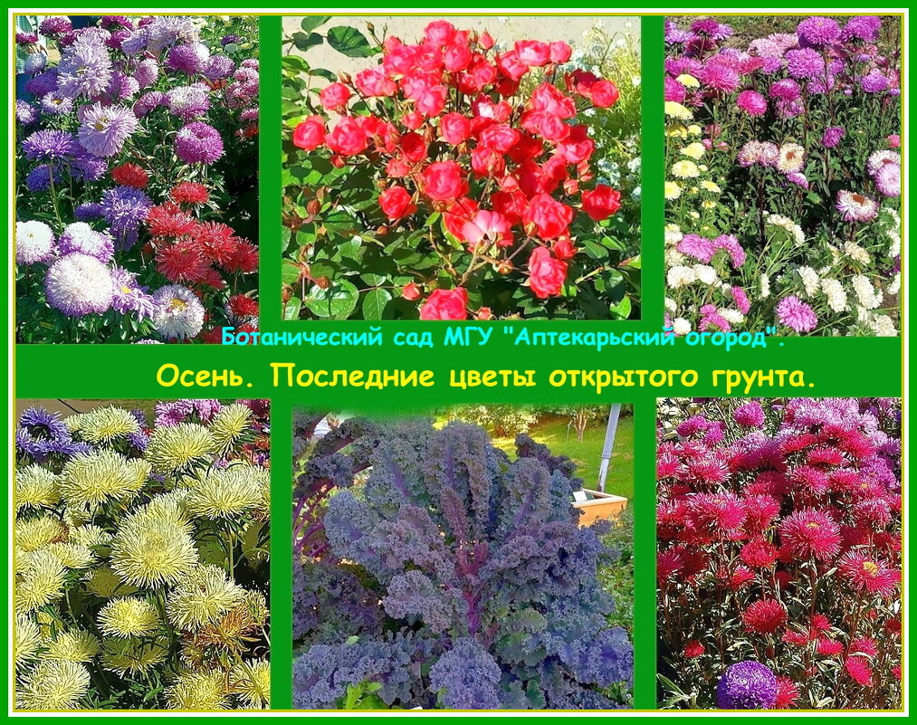 Цветы — это живопись природы. - Ольга Довженко