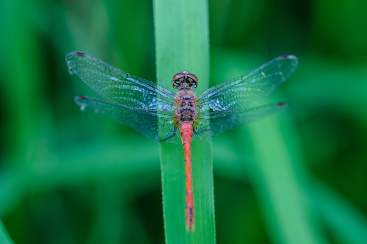 Стрекоза - Владимир Иванович