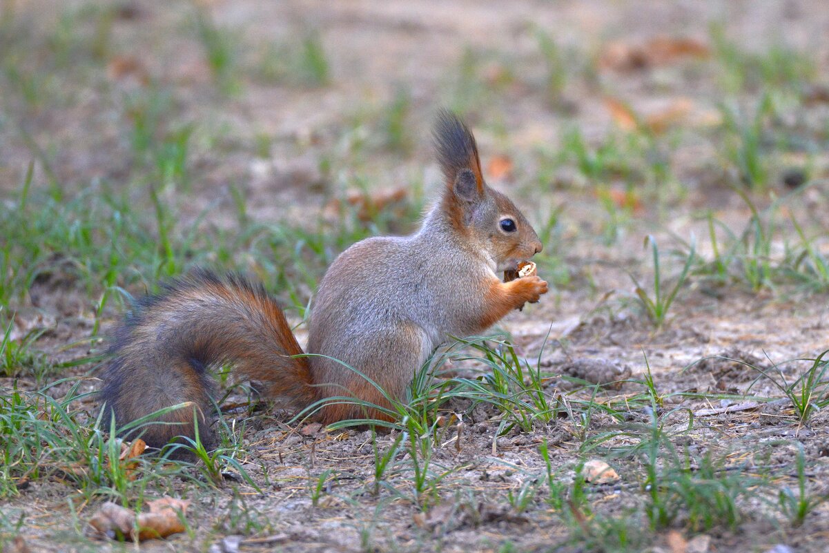 Белка - Константин Анисимов Белка - Константин Анисимов