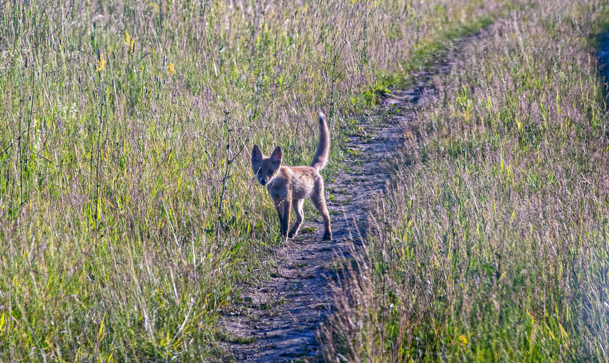 Неожиданная встреча - Владимир Иванович