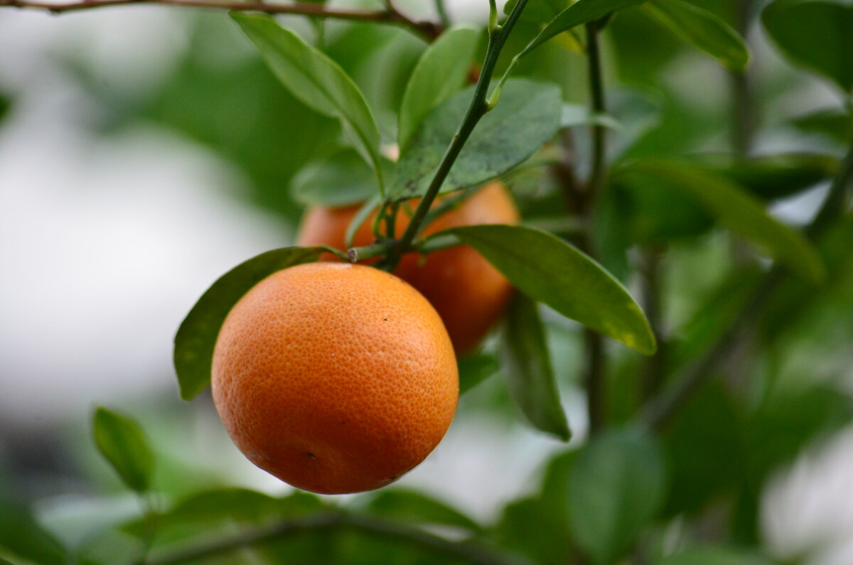 в лимонарии - Константин Трапезников