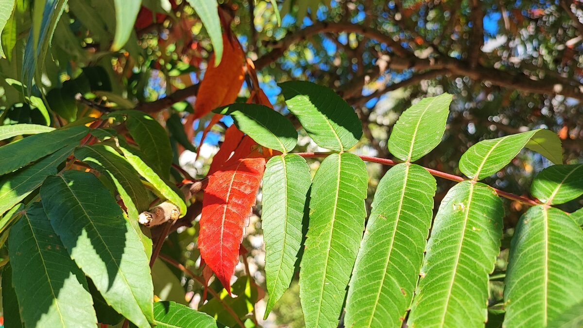 ,,, - Сергей Тимоновский