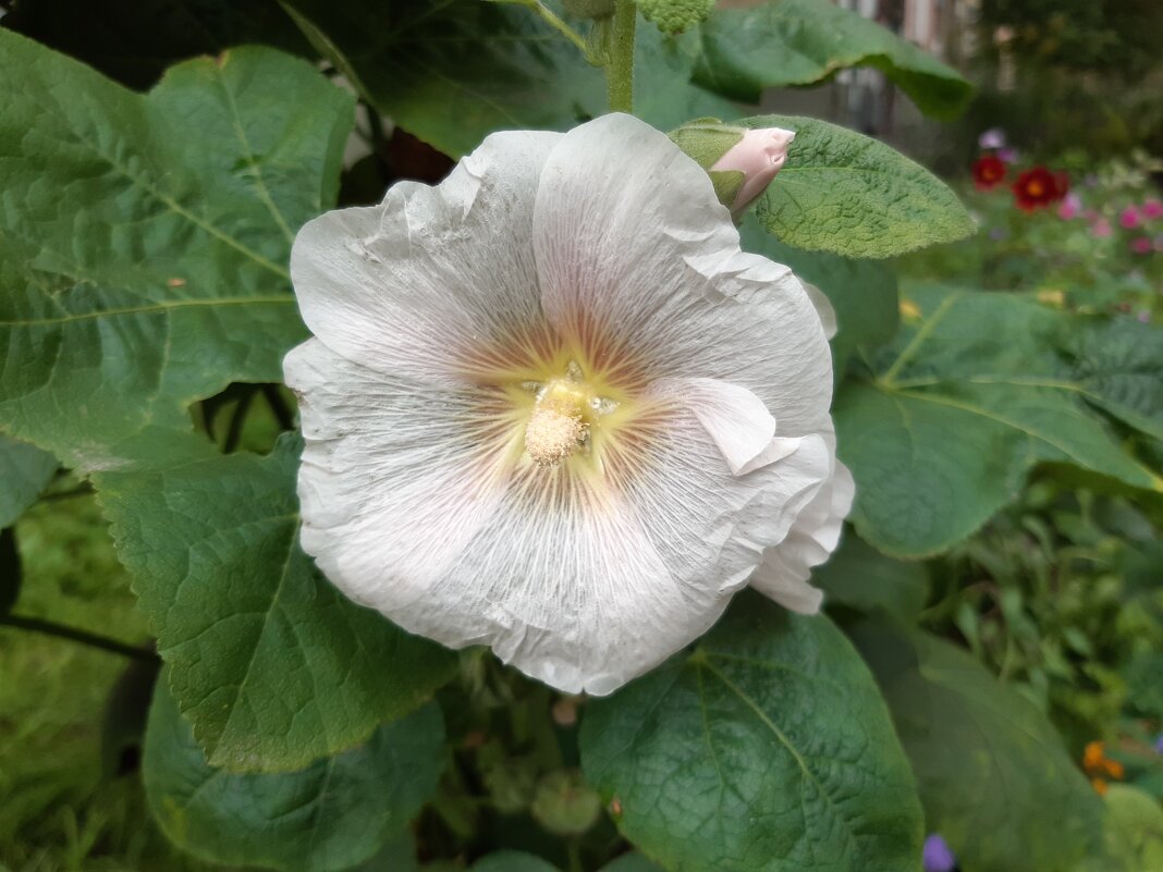 Осень в городе - Галина Минчук