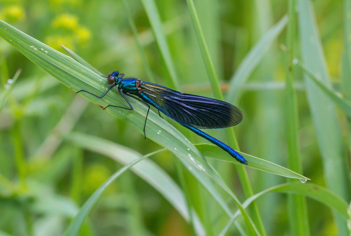 Краски лета. Стрекоза. - Алексей Трухин
